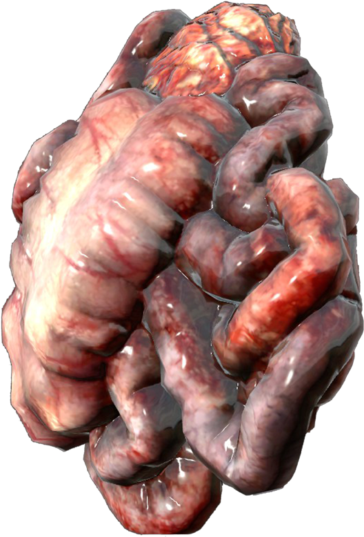 Guts From A Human (550x800), Png Download