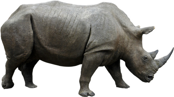 Rhino Png Hd - Rhinoceros Png (600x337), Png Download