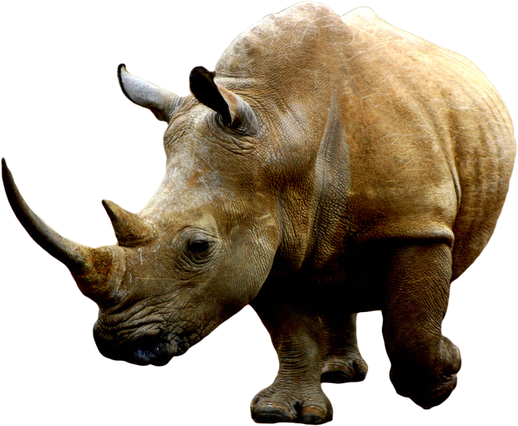 Rhino Png - Rhino Transparent Hd (750x617), Png Download