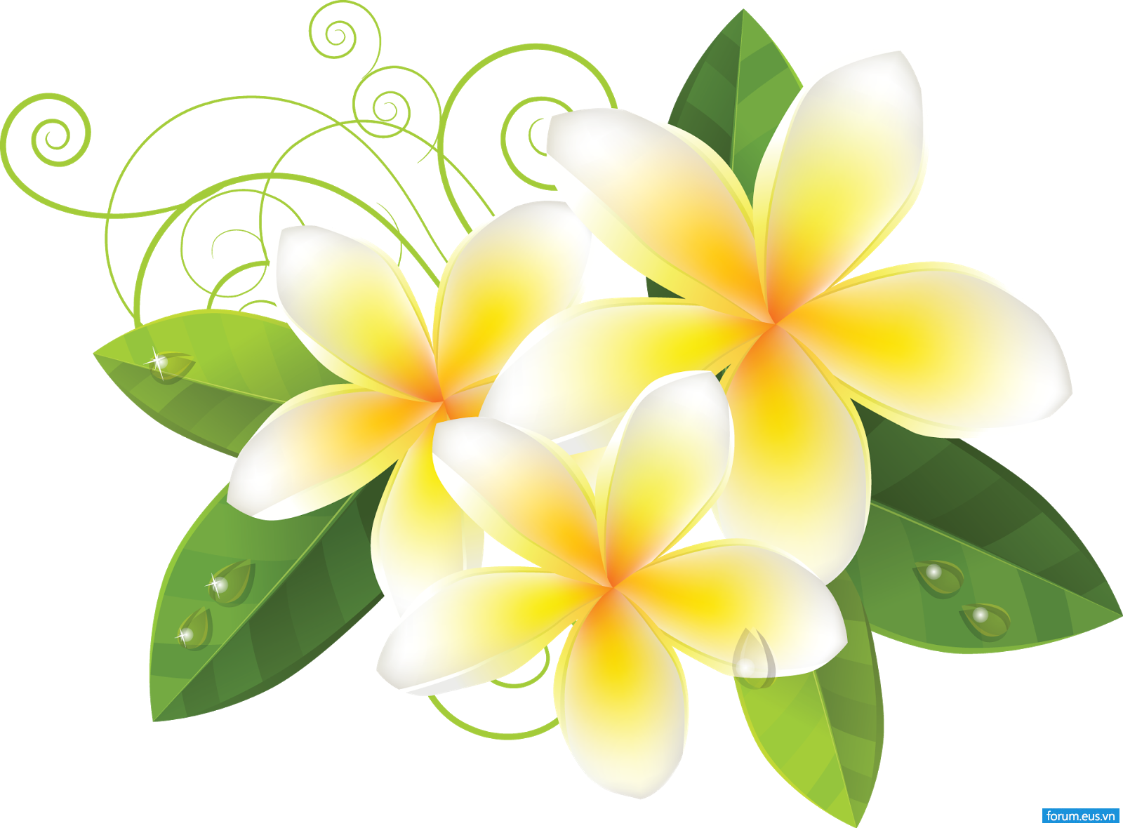 Download Vv Twine Flowers 花 イラスト 無料 プルメリア Png Image With No Background Pngkey Com