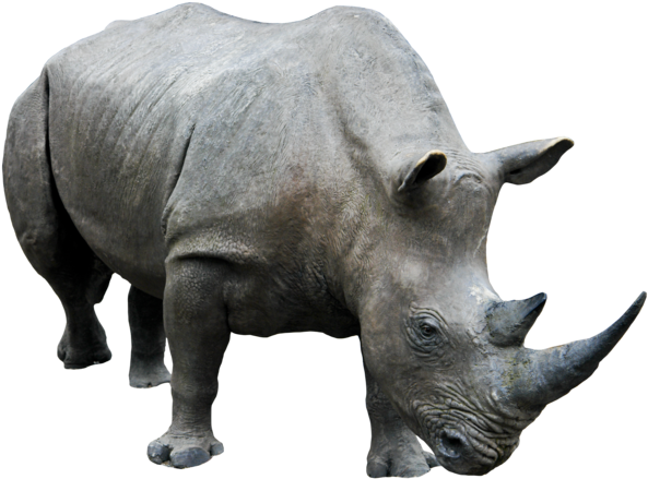 Rhino Png Transparent Image - Rhino Png (600x449), Png Download