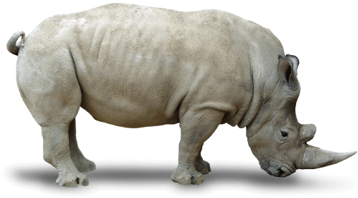 Rhino Png - Northern White Rhino Png (533x346), Png Download