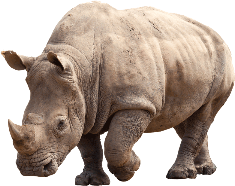 Paws 4 Africa Rhino - Carson Springs Wildlife Conservation Foundation (816x648), Png Download