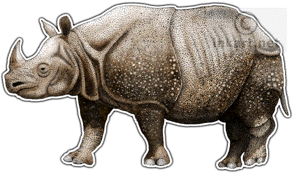 28 Collection Of Javan Rhino Drawing - One Horned Rhino Drawing (590x349), Png Download