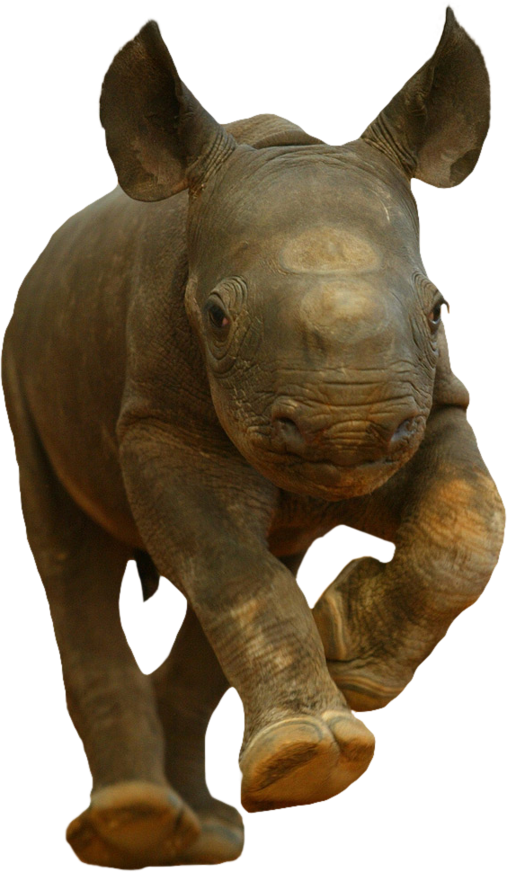 Animalbaby Rhino - Rhino Kitten (564x970), Png Download