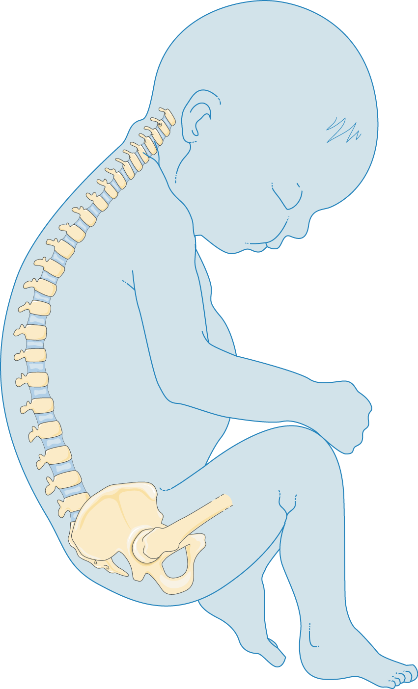 Download The Image Download The Entire Set - Bone (851x1404), Png Download