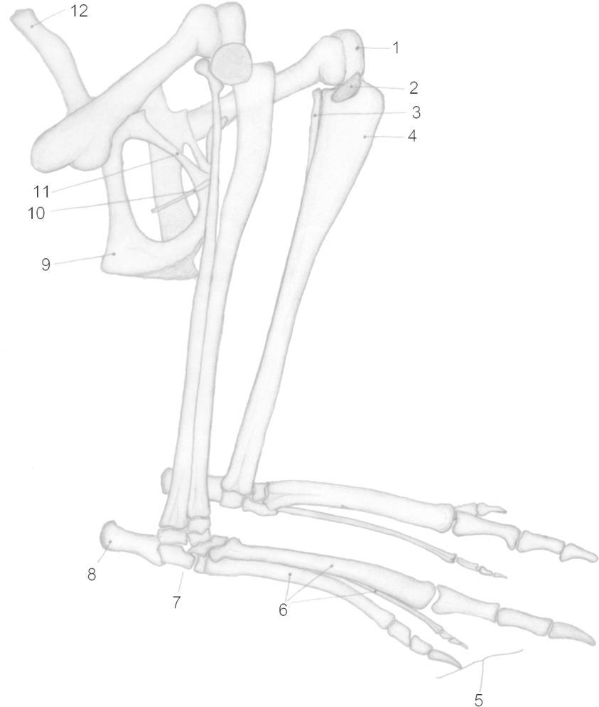 Macropus Major Hind Legs - Marsupial Bone (871x1024), Png Download