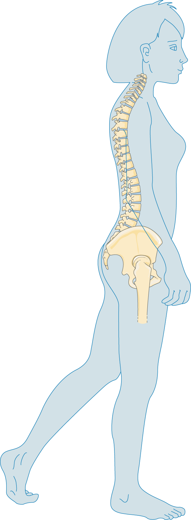 Adulte - Osteoporosis (626x1703), Png Download