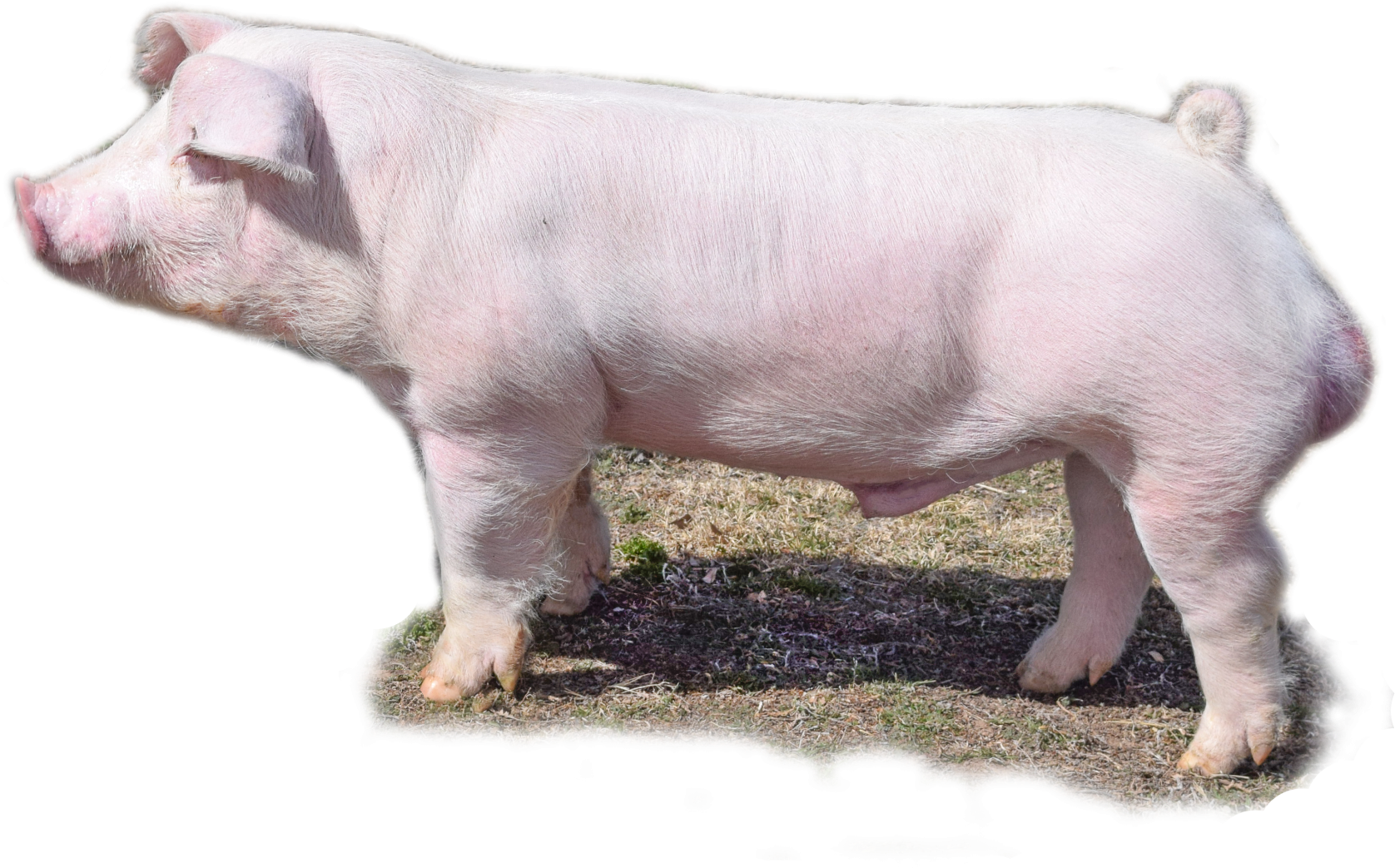 2017 Rings Champions Wopb (kingsvile Livestock Show) - Domestic Pig (1920x1146), Png Download