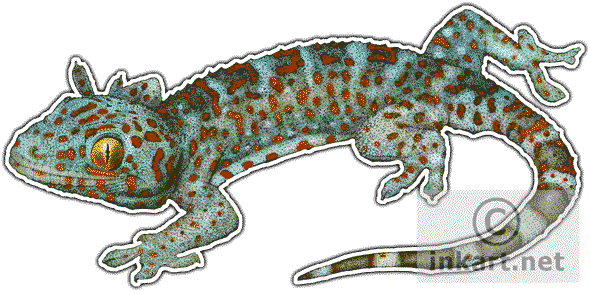 Wildlife Art - Geckos Of The World Greeting Card (590x294), Png Download