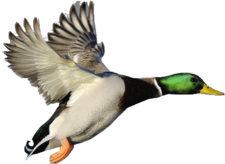 Mallard Duck Clipart - Mallard Duck Flying Clipart (441x321), Png Download
