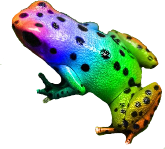 Frog Colorful Rainbow Neon Animal - Colorful Poison Dart Frog (600x502), Png Download
