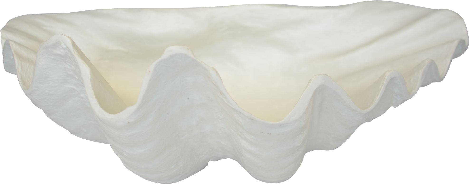 Giant Clam (1999x1128), Png Download