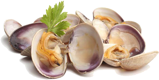 Clams Png Picture - Clams Png (580x387), Png Download