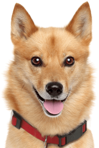 Finnish Spitz - Spitz Breed (565x585), Png Download