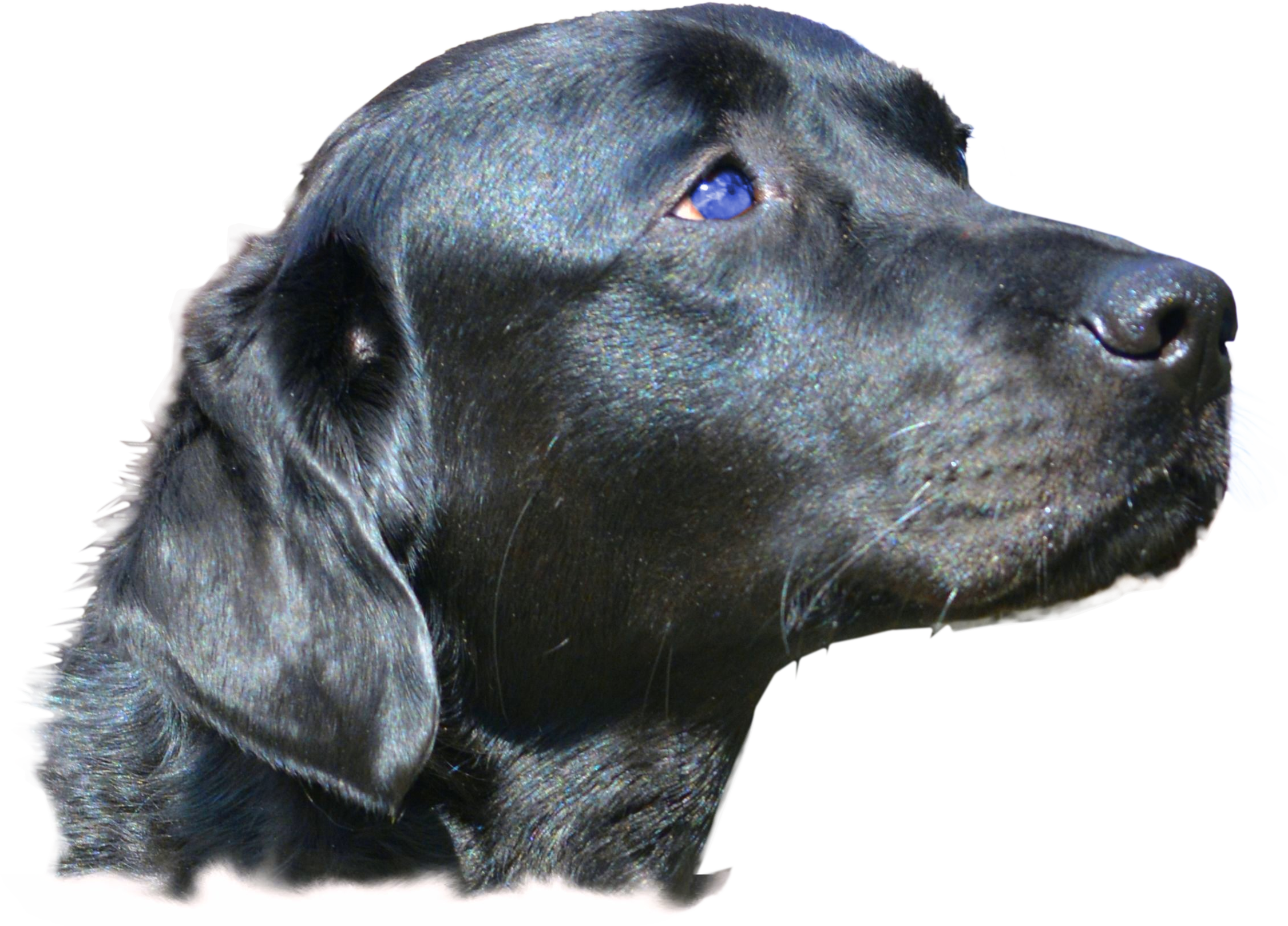 Dog Head Png (2251x1618), Png Download