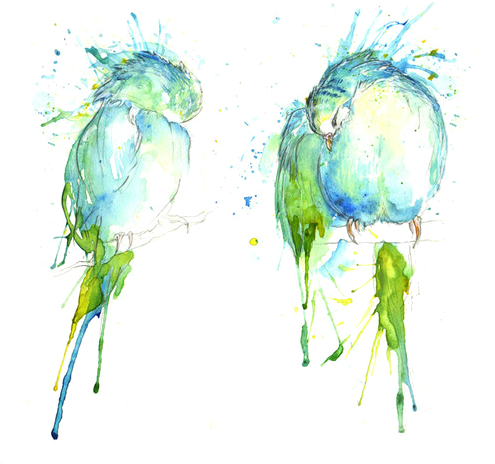 They Have A Cave Troll - Budgie Series - Preening Pair Canvas Print - Small (495x464), Png Download