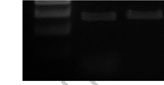 Digestion Of Zed Vector With Bgl Ii To Confirm Gateway - Monochrome (850x286), Png Download