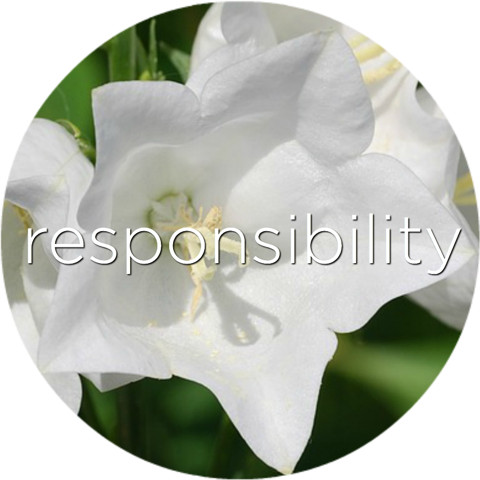 Responsibility Bell Flower Flower Essence - Bellflowers (1000x1000), Png Download