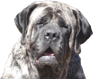 Real Love-a True Dog's Story - King Blue English Mastiff (400x300), Png Download