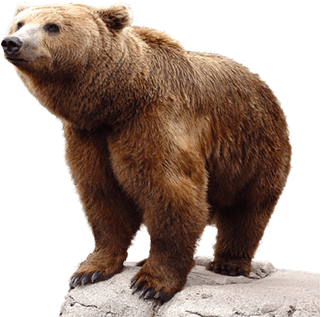 Bear - Bear Png (457x359), Png Download