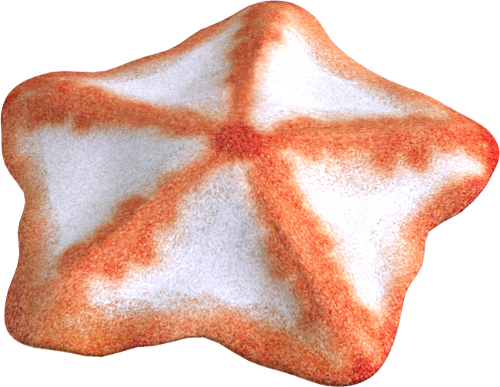 Starfish Png - Clip Art (500x387), Png Download