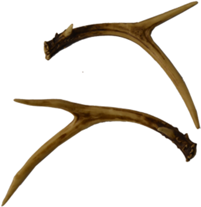 Deer (443x445), Png Download