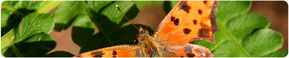 Home - Media - Photo Album - Annual Rubber Chicken - Silver-washed Fritillary (990x200), Png Download