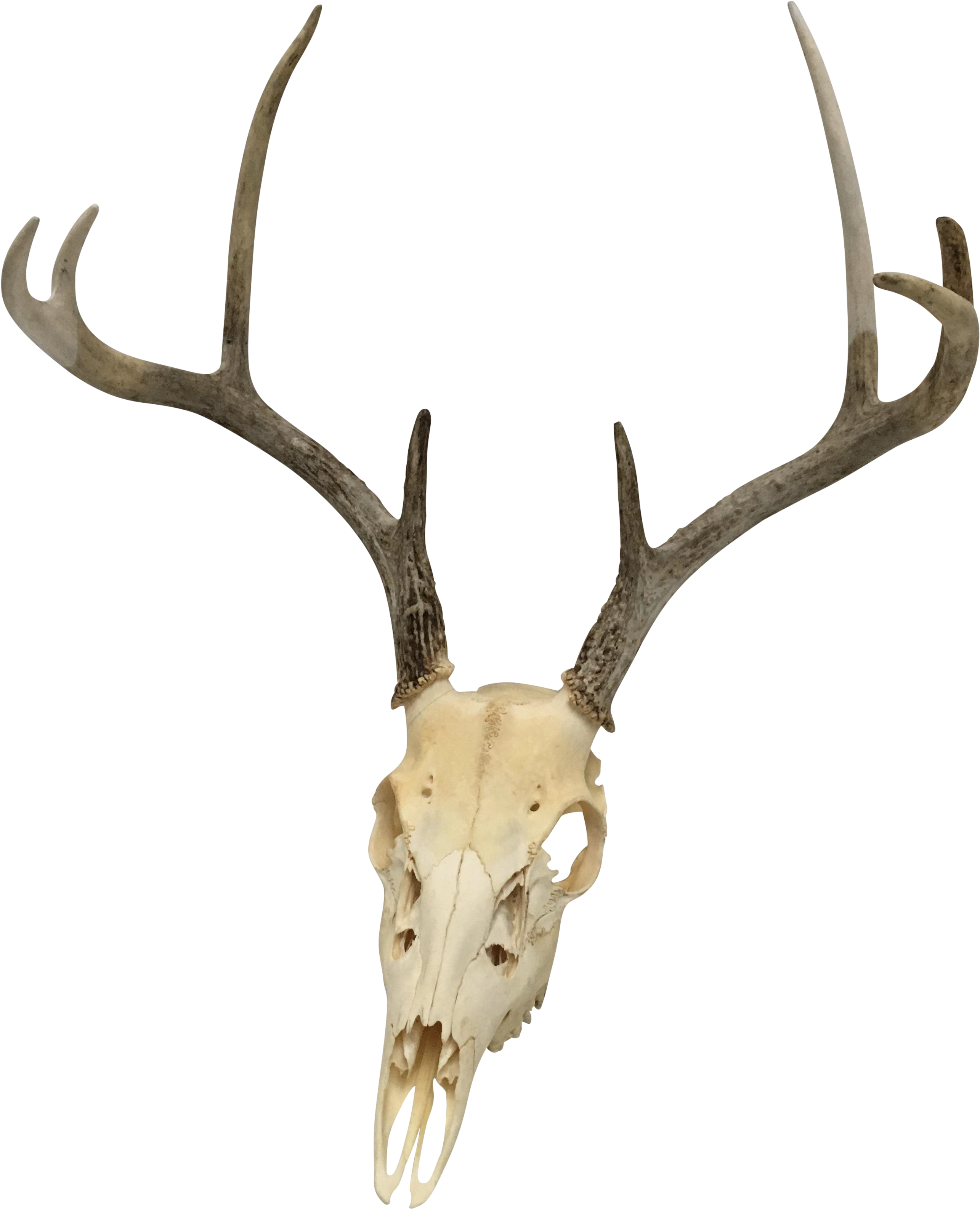 Natural 8-point White Tail Deer Antlers And Skull - Antler (2856x3524), Png Download