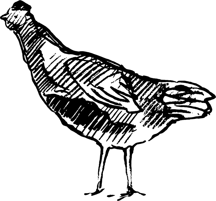 Sketched Chicken Rubber Stamp - Chicken (700x651), Png Download