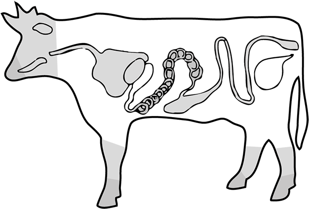 Image Freeuse Library Beef At Getdrawings Com Free - Drawing (650x485), Png Download