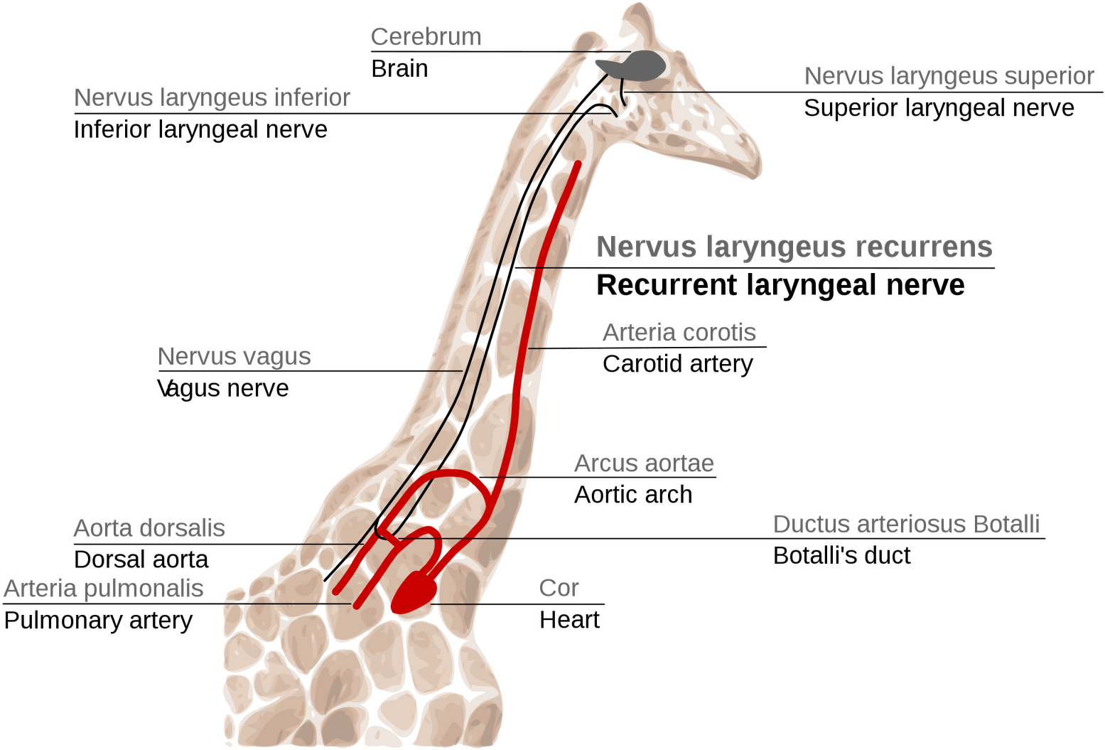 Giraffe's Laryngeal Nerve, Easily Explained By Evolution - Giraffe Laryngeal Nerve (1600x1085), Png Download
