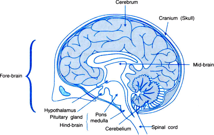 Human Brain - - Human Brain With Name (740x468), Png Download