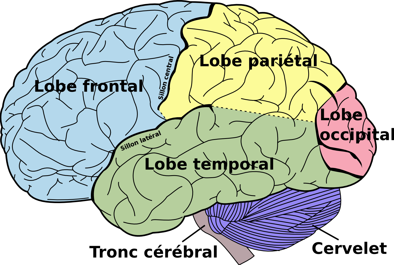 President Obama Will Unveil A $100 Million Initiative - Lobes Du Cerveau (1280x862), Png Download