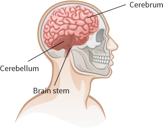 Cerebellum, Brain Stem, Cerebrum - Brain (526x451), Png Download
