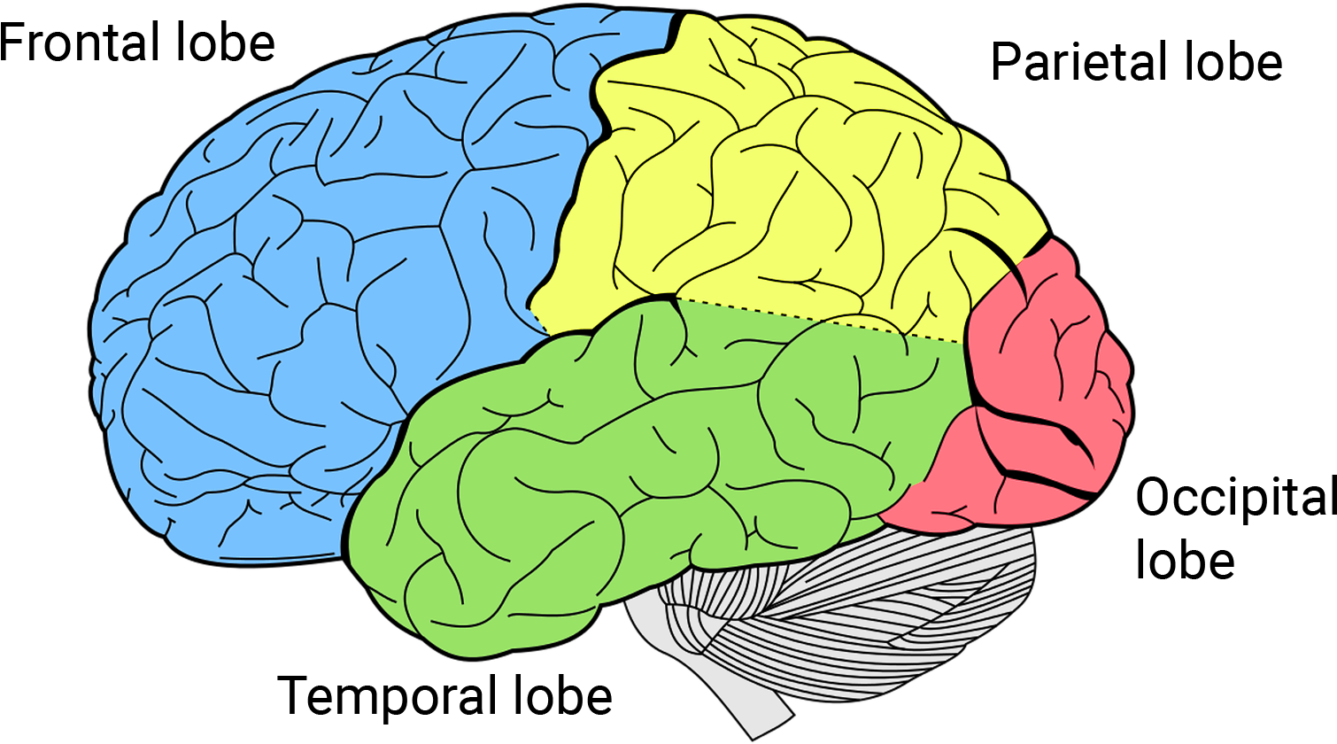 Right Hand, Human Brain - Brain Lobes (1559x914), Png Download