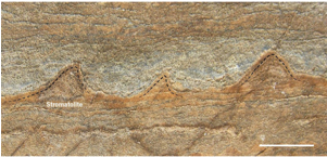 Could These Be The World's Oldest Fossils - Oldest Fossil Ever Found (300x200), Png Download
