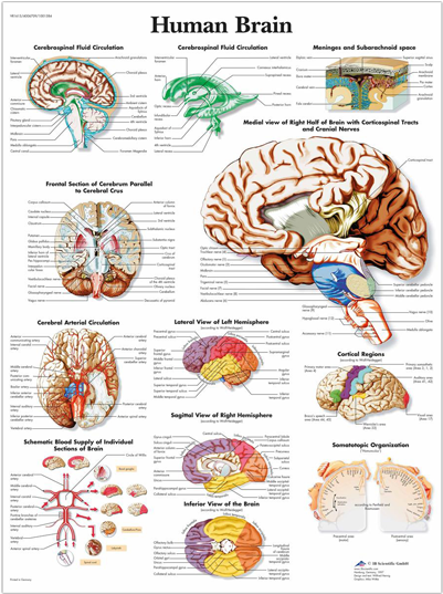 Anatomical Chart - Human Brain - 3b Scientific Vr1615s Sticky Human Brain Chart, English (720x540), Png Download