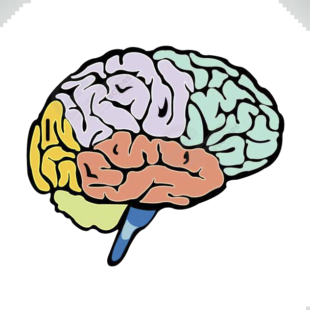 Lightbulb Clipart Human Brain - Brain Drawing With Label (633x633), Png Download