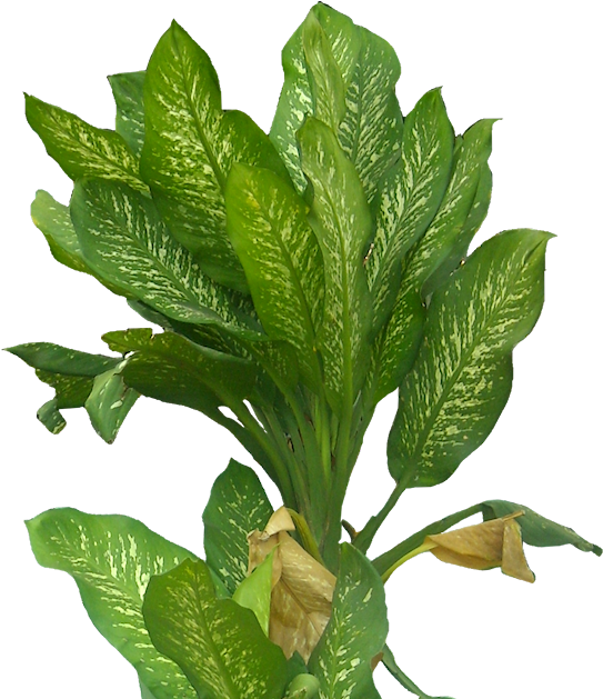 Graphic Black And White Download Leaf Transprent Png - Homalw (556x630), Png Download