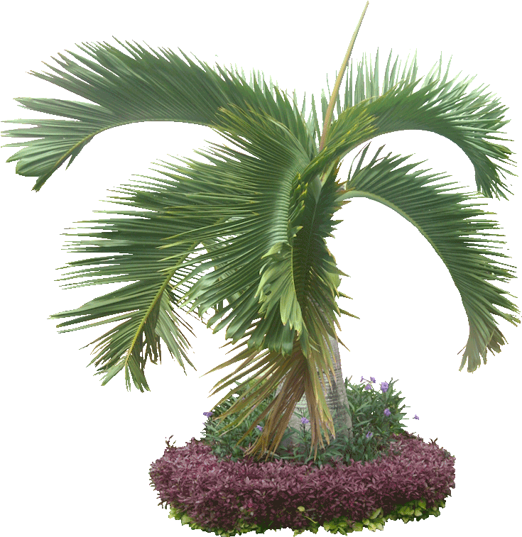 8 Cut Out Trees Cover - Palm Trees (734x764), Png Download