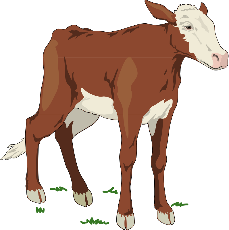 Cow 2 Free Vector - Animal Farm Cow (797x800), Png Download