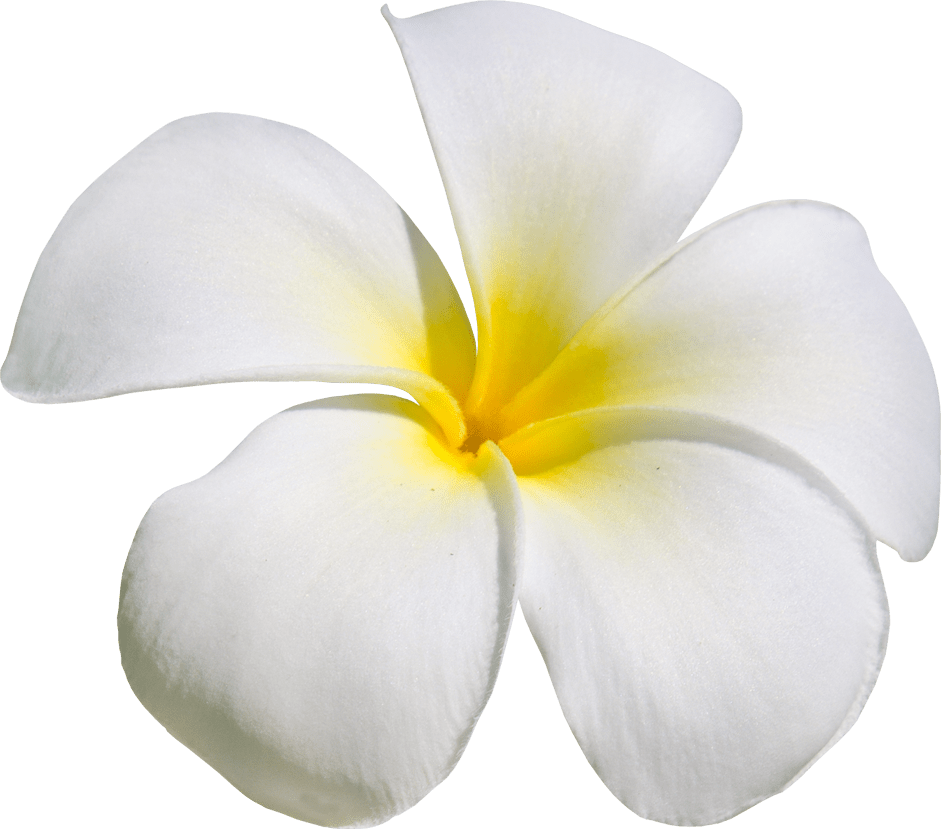 Download The Alley Behind The Blue Diamond Reeked Of Wet Garbage Flower Png Image With No Background Pngkey Com