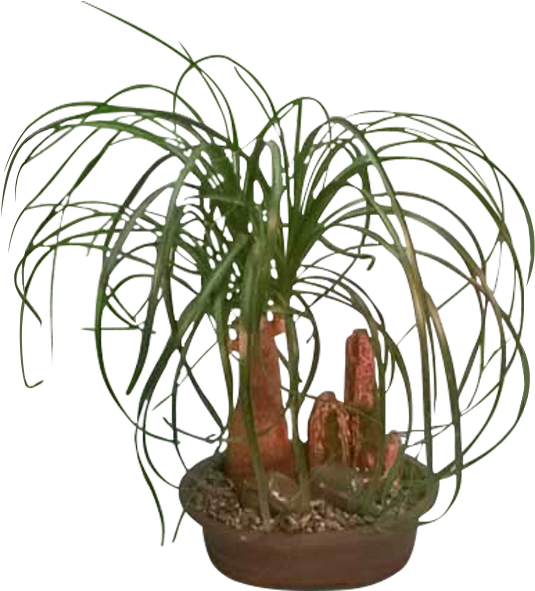 Ponytail Palm - Houseplant (600x600), Png Download