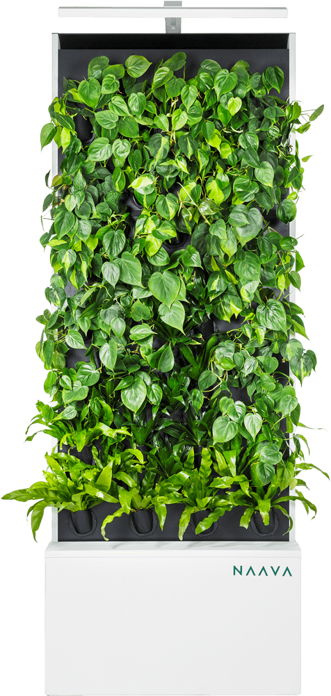 Naava Living Wall - Sikmple Philodendron Living Wall (640x1120), Png Download