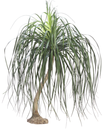 Pony Tail Palm - Dr Seuss House Plant (355x450), Png Download