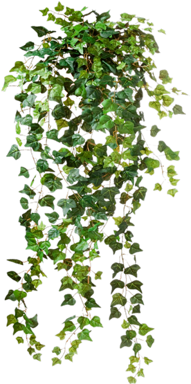 Match Making - Plant Png (300x577), Png Download