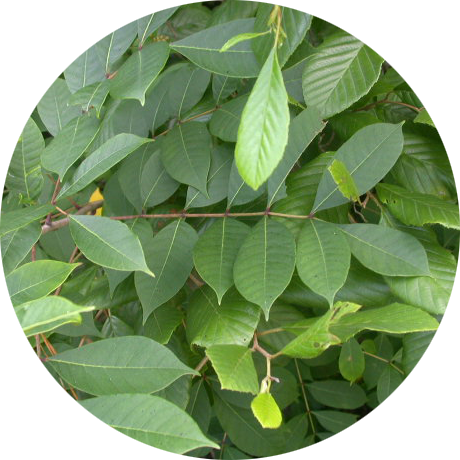 Poison Sumac - Plants Are Poisonous To Goats (460x460), Png Download