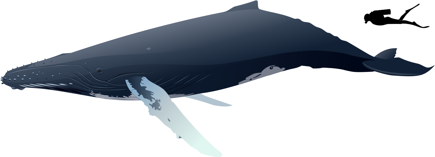 Humpback Whale Size - Whale S8ze (1500x600), Png Download