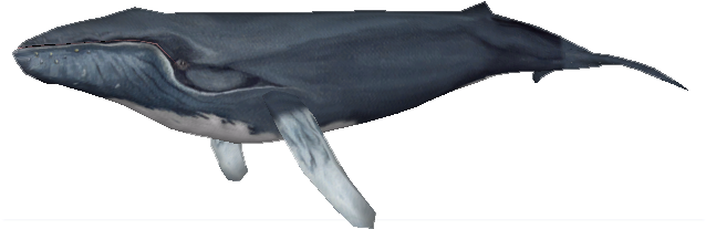 Northern Humpback Whale - Zoo Tycoon 2 Humpback Whale (637x637), Png Download